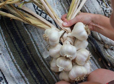 How to Braid Garlic for Drying: A Detailed Guide with Insightful Discussions